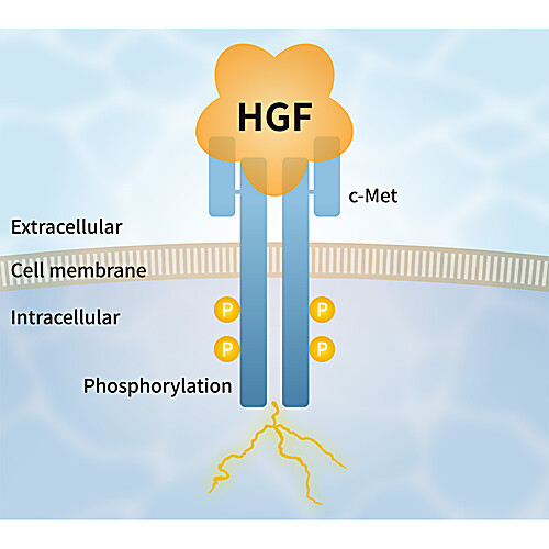 pg-001, hgf alternative peptide, 2ug