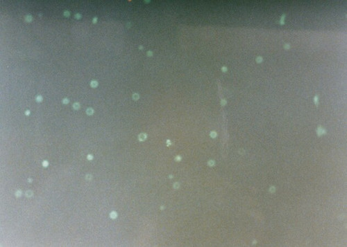 annexin v-fitc apoptosis detection kit (c15-1319-325)