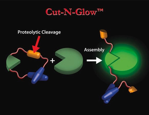 hiv protease activity detection kit (c15-1319-332)