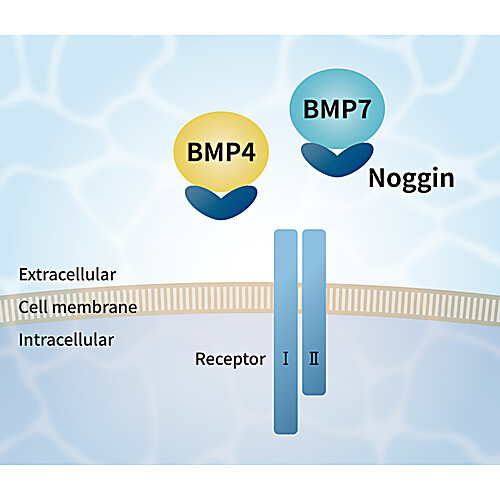 pg-004, noggin-like peptide, 5ug