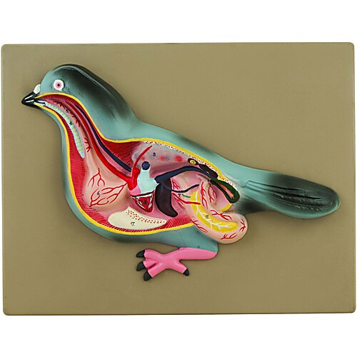 pigeon dissection model