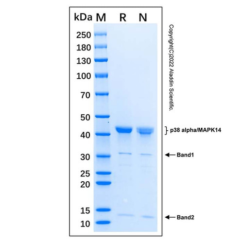 recombinant human p38 alpha protein (c007b-604937)