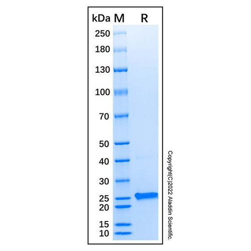recombinant human prnp/prion protein (c007b-605123)