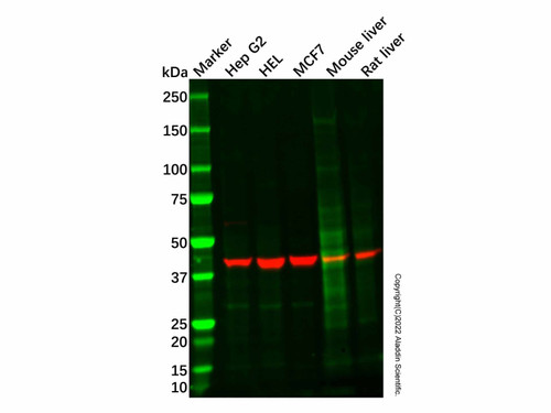 anti-adiponectin receptor 2/adipor2 antibody (c007b-544006)