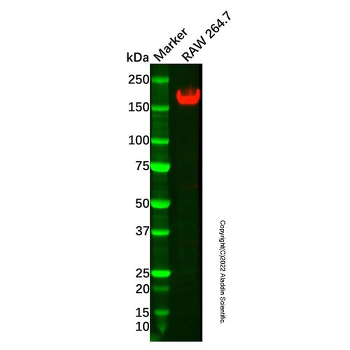 recombinant cd11b antibody (c007b-544637)
