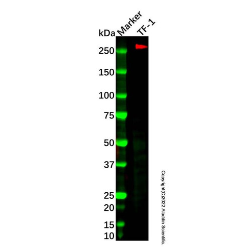 recombinant cd35 antibody (c007b-544718)