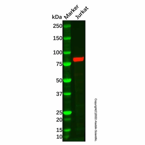 recombinant foxo3a antibody (c007b-545762)