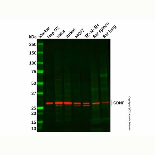 recombinant gdnf antibody (c007b-545915)