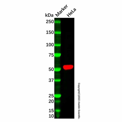 recombinant glucokinase antibody (c007b-545949)