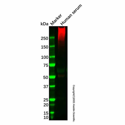 recombinant lipoprotein a antibody (c007b-546701)