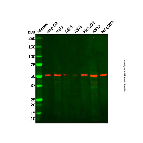 recombinant samm50/sam50 antibody (c007b-548030)