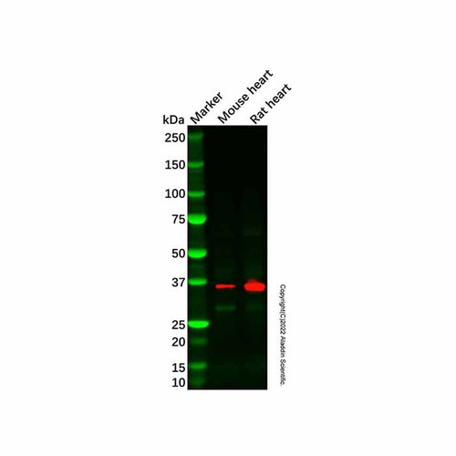 recombinant superoxide dismutase 3/ec-sod antibody (c007b-548316)