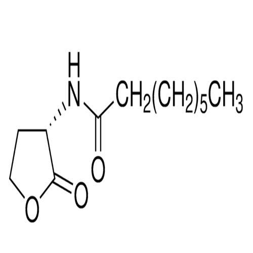 n-octanoyl-l-homoserine lactone