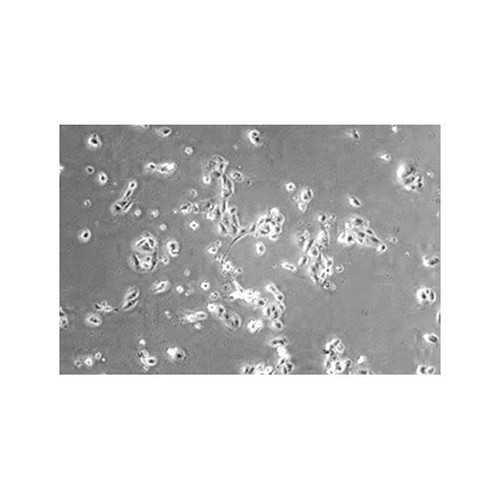 recombinant human clusterin protein (c007b-551702)