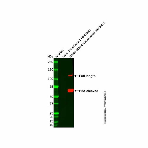 recombinant dykddddk tag antibody (c007b-554435)
