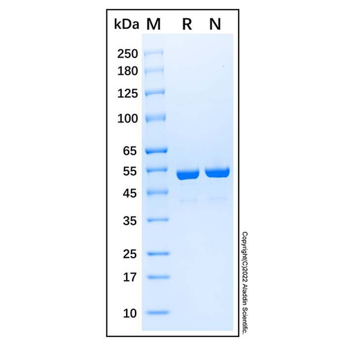 recombinant e. coli glycerol kinase protein (c007b-567563)