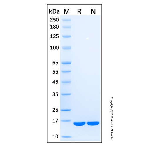 recombinant mouse il-1ra/il-1f3 protein (c007b-567583)