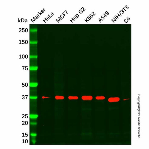 recombinant ercc1 antibody (c007b-569108)