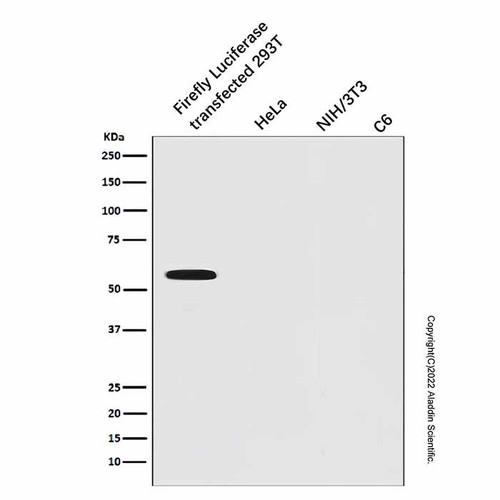 recombinant firefly luciferase antibody (c007b-569180)