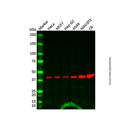 gna12 antibody (c007b-569248)