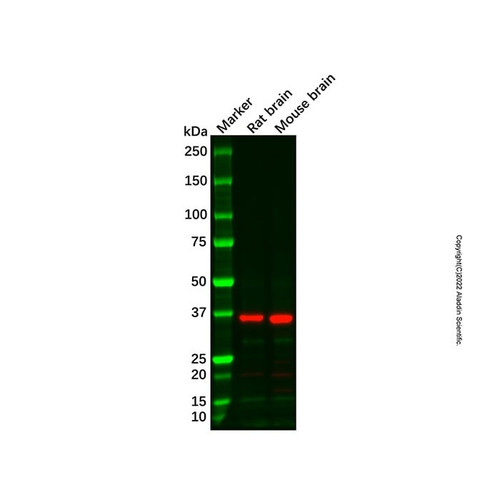 quinone oxidoreductase antibody (c007b-569823)