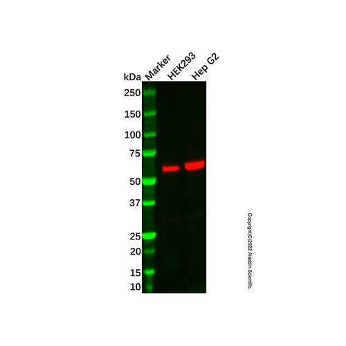 recombinant sulfite oxidase antibody (c007b-569993)