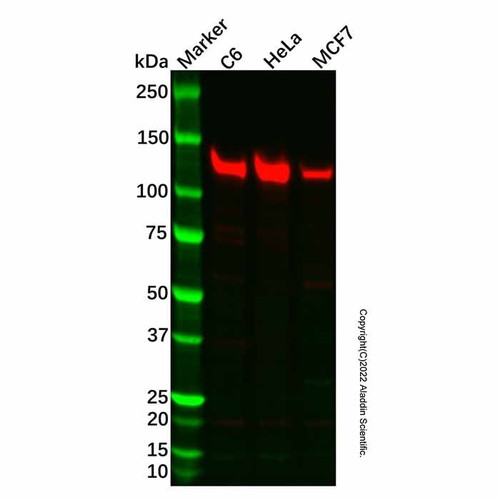 recombinant vinculin antibody (c007b-570138)