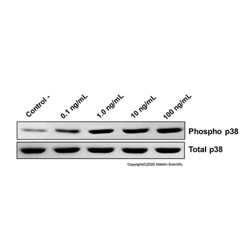 recombinant human irisin protein