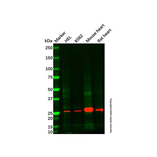 mouse heart tissue lysate - total protein