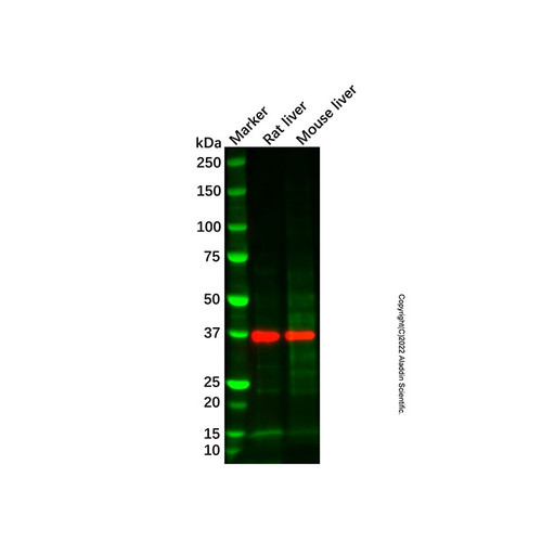 mouse liver tissue lysate - total protein
