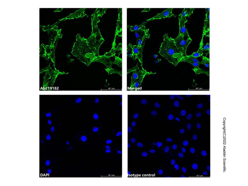 beta actin mouse mab (af488) (c007b-576800)