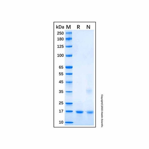 recombinant human bax protein (c007b-586682)