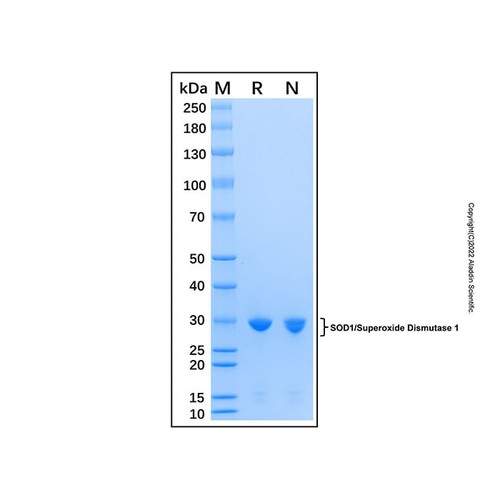 recombinant human superoxide dismutase 1 protein (c007b-587167)