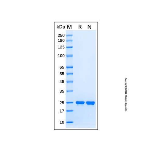 recombinant human biliverdin reductase b/blvrb protein (c007b-587245)