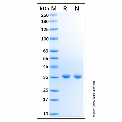 recombinant human tcptp protein (c007b-587292)