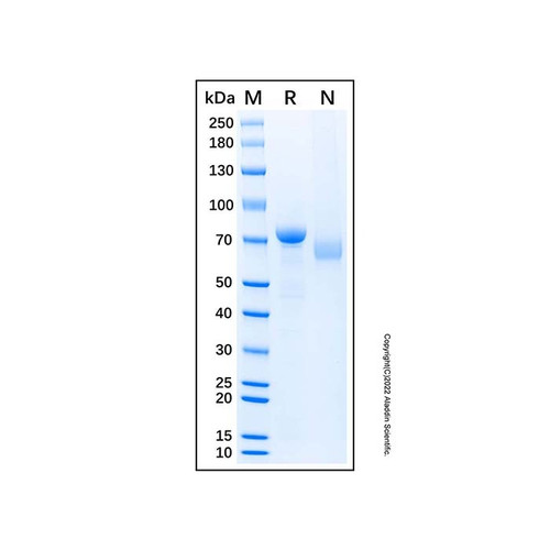recombinant human desmocollin-2 protein (c007b-587447)