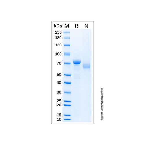 recombinant human desmocollin-2 protein (c007b-587449)