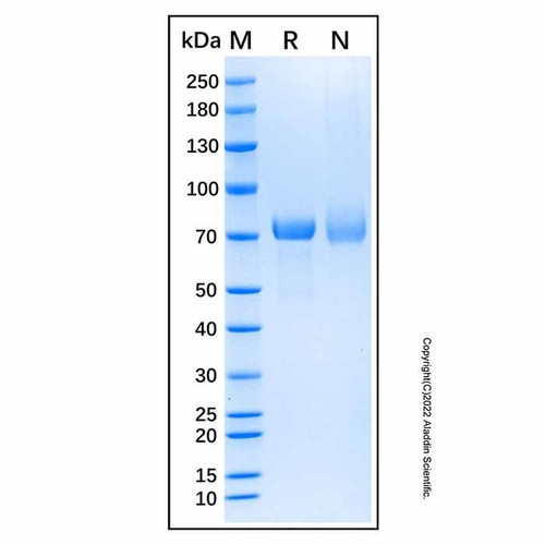 recombinant human desmocollin-3 protein (c007b-587452)