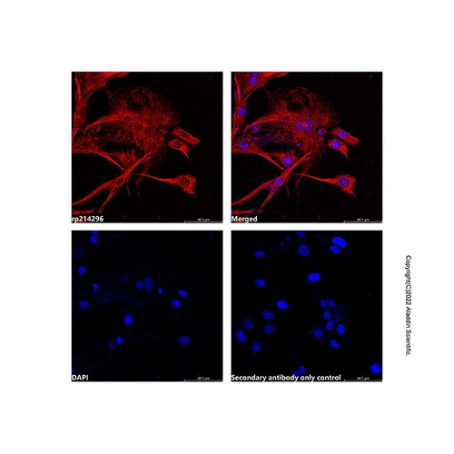 recombinant streptavidin protein (af680) (c007b-587868)