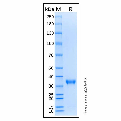 recombinant human myd88 protein (c007b-587911)