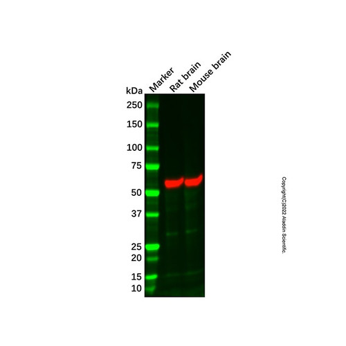 rat brain tissue lysate - total protein