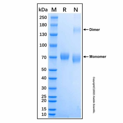 recombinant mouse il-23 protein (c007b-590386)