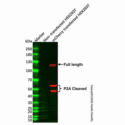 mcherry mouse mab (c007b-592053)