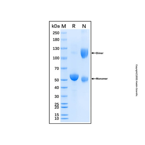 recombinant canine cd8 protein (c007b-598754)