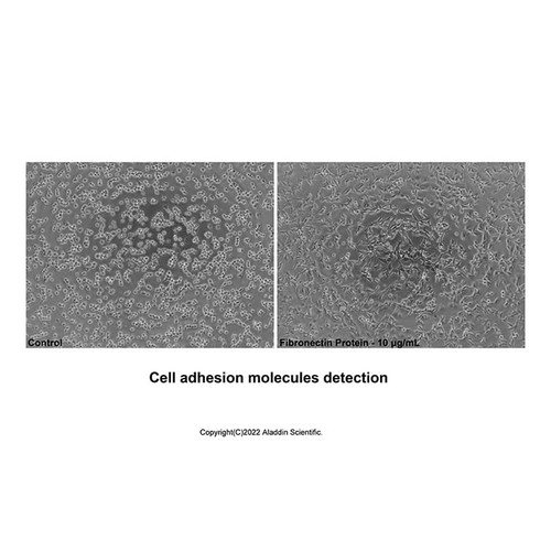 recombinant human fibronectin protein (c007b-598765)