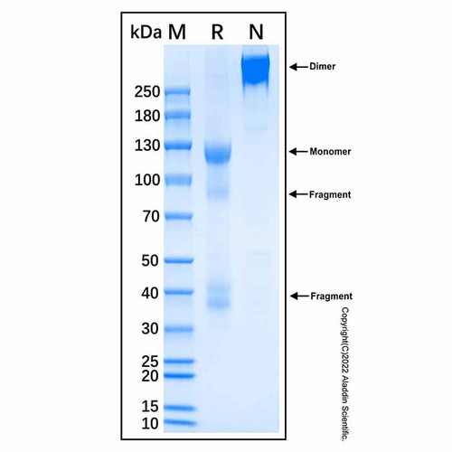 recombinant human insulin r/cd220 protein (c007b-598793)