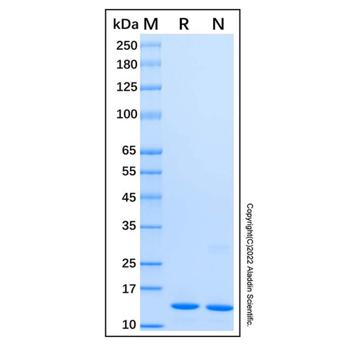 recombinant human fabp4 protein (c007b-598847)
