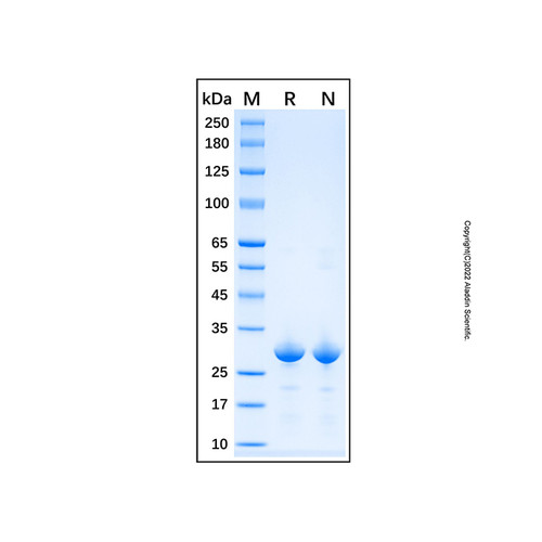 recombinant human thioredoxin-1 protein (c007b-598854)