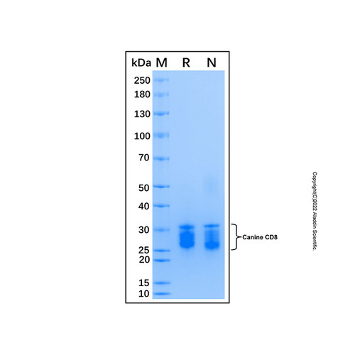 recombinant canine cd8 protein (c007b-599235)