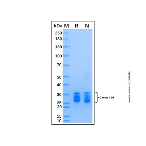 recombinant canine cd8 protein (c007b-599238)